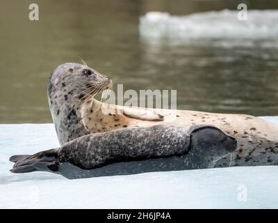 Hafenrobbe (Phoca vitulina, Mutter und Welpe auf Eis am South Sawyer Glacier, Tracy Arm, Southeast Alaska, USA. Stockfoto