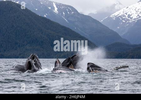 Erwachsene Buckelwale (Megaptera novaeangliae, Luftblasenfütterung im Sitka Sound, Südost-Alaska, Vereinigte Staaten von Amerika, Nordamerika Stockfoto