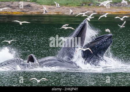 Erwachsene Buckelwale (Megaptera novaeangliae, Luftblasenfütterung in der Nähe des Morris Reef, Südost-Alaska, Vereinigte Staaten von Amerika, Nordamerika Stockfoto