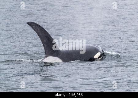 Erwachsener Bullenkiller-Wal (Orcinus Orca, an der Oberfläche der Cleveland Peninsula, Südost-Alaska, Vereinigte Staaten von Amerika, Nordamerika Stockfoto