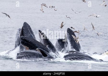 Erwachsene Buckelwale (Megaptera novaeangliae, Luftblasenfütterung in der Nähe des Morris Reef, Südost-Alaska, Vereinigte Staaten von Amerika, Nordamerika Stockfoto