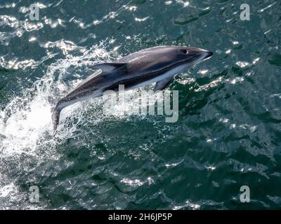 Ein erwachsener pazifischer Weißwanddelfin (Sagmatias obliquidens, nahe Petersburg, Südost-Alaska, Vereinigte Staaten von Amerika, Nordamerika Stockfoto