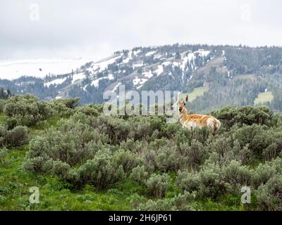 Ein erwachsenes Pronghorn (Antilocapra americana, in der Sagebrush im Yellowstone-Nationalpark, UNESCO-Weltkulturerbe, Wyoming, Vereinigte Staaten von Amerika Stockfoto