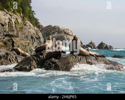 Steller Seelöwen (Eumetopias jubatus), die auf einer Kolonie auf den Inischen Inseln, im Südosten Alaskas, in den Vereinigten Staaten von Amerika und in Nordamerika ausgezogen wurden Stockfoto