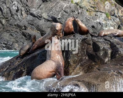 Steller Seelöwen (Eumetopias jubatus, Scheinkämpfe auf den Inischen Inseln, Südost-Alaska, Vereinigte Staaten von Amerika, Nordamerika Stockfoto