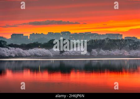 Blick auf Rosslyn, Arlington, Virginia, USA vom Gezeitenbecken in Washington DC in der Dämmerung während der Frühjahrssaison. Stockfoto