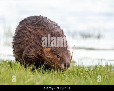 Ein erwachsener nordamerikanischer Biber (Castor canadensis) entlang der Küste im Grand Teton National Park, Wyoming, Vereinigte Staaten von Amerika, Nordamerika Stockfoto