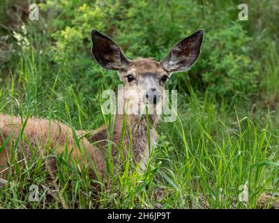 Ein junger Maultier (Odocoileus hemionus), der auf einem Hügel im Yellowstone National Park, Wyoming, USA, Nordamerika, ruht Stockfoto