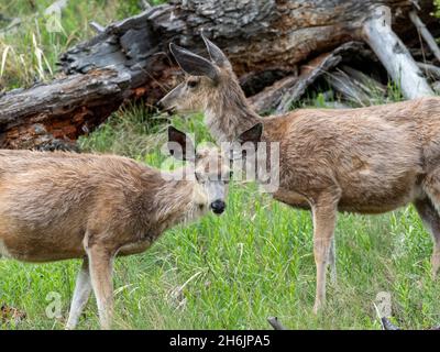 Ein Paar Maultierhirsche (Odocoileus hemionus), die auf einem Hügel im Yellowstone-Nationalpark, Wyoming, USA, Nordamerika, grasen Stockfoto