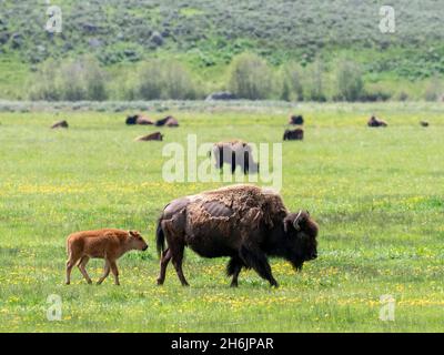 Bisons für Erwachsene (Bisons) mit jungen Weiden im Lamar Valley, Yellowstone National Park, UNESCO-Weltkulturerbe, Wyoming, USA Stockfoto