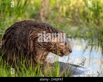 Ein erwachsener nordamerikanischer Biber (Castor canadensis) entlang der Küste im Grand Teton National Park, Wyoming, Vereinigte Staaten von Amerika, Nordamerika Stockfoto