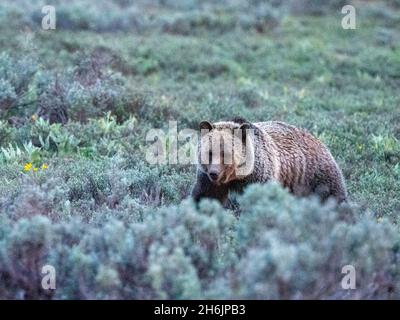 Ein junger Grizzlybär (Ursus arctos) in den Sträuchern in der Nähe des Grand Teton National Park, Wyoming, USA, Nordamerika Stockfoto