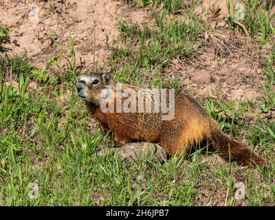 Ein erwachsenes Gelbbauchmarmot (Marmota flaviventris, im Yellowstone-Nationalpark, Wyoming, Vereinigte Staaten von Amerika, Nordamerika Stockfoto