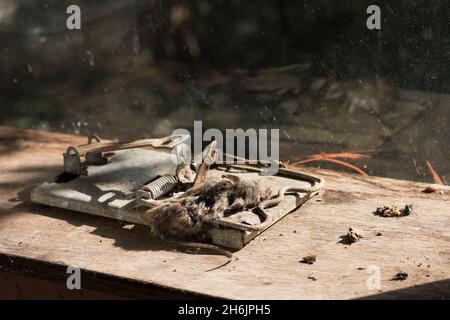 Schwere Feder Stil Metall Rattenfalle versehentlich gefangen kleinere Nagetier-Holzmaus, Apodemus sylvaticus, unter dem Stürmer Stockfoto
