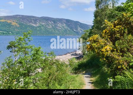 Loch Ness, Blick über loch, in der Nähe von Dores, schöner sonniger Tag, leuchtend gelber Besen, Geheime Südseite des loch, Tourist, Wanderer, Besucher, Trail, w Stockfoto