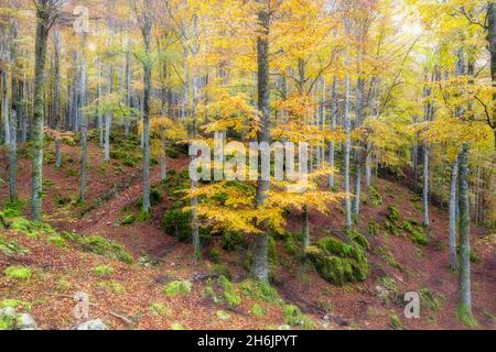 Herbstfarben im Wald von Cansiglio im Morgennebel, Provinz Treviso, Venetien, Italien, Europa Stockfoto
