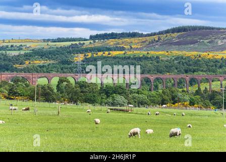 Culloden Eisenbahnviadukt, über den Fluss Nairn, Nairn Valley, Bright Gorse, Inverness, Highland, Schottland, Großbritannien Stockfoto