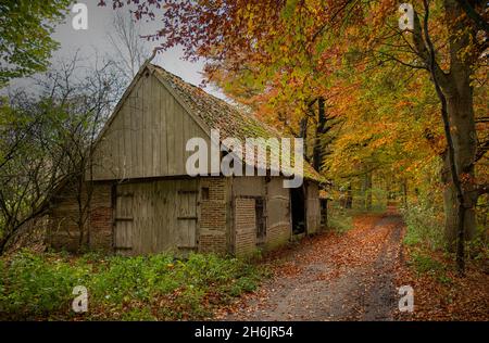 Alte Farm in einem Herbstwald in holland Stockfoto