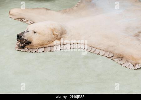 Weißes Bärenpelz mit Kopf, Jagdtrophäe, auf dem Boden Stockfoto