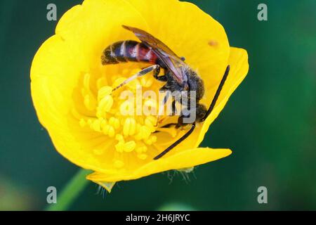 Nahaufnahme einer männlichen gemeinen Furchierbiene, Lasioglossum caleatum Stockfoto