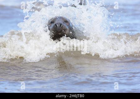 Atlantic Grey Seal in Brandung Stockfoto