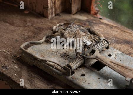 Schwere Feder Stil Metall Rattenfalle versehentlich gefangen kleinere Nagetier-Holzmaus, Apodemus sylvaticus, unter dem Stürmer Stockfoto
