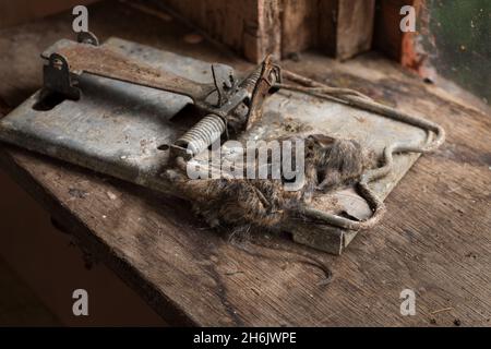 Schwere Feder Stil Metall Rattenfalle versehentlich gefangen kleinere Nagetier-Holzmaus, Apodemus sylvaticus, unter dem Stürmer Stockfoto