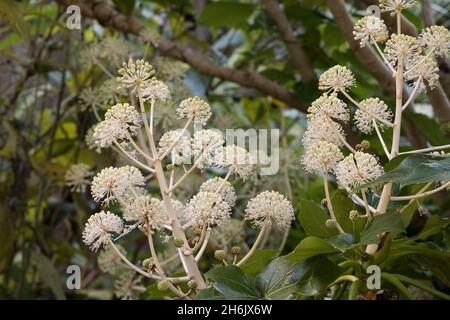 Pollenquelle für Insekten im Spätherbst und Winter, viele False Caster Oil Pflanzen, Fatsia japonica, Blüten, die in Blüte stehen Stockfoto