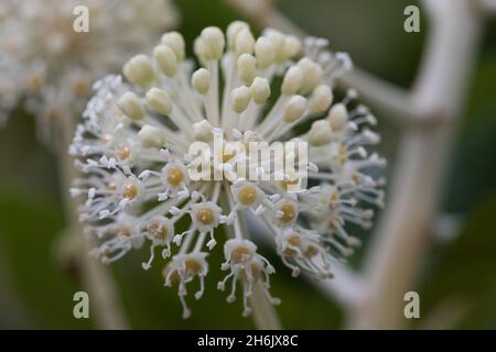 Pollenquelle für Insekten im Spätherbst und Winter, viele False Caster Oil Pflanzen, Fatsia japonica, Blüten, die in Blüte stehen Stockfoto