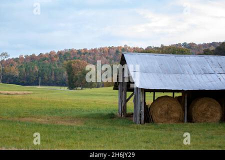 Ländlicher Hintergrund von runden Heuballen unter einer Stallscheune in einem grünen Feld mit Hang von bunten Herbstlaub im Hintergrund. Stockfoto