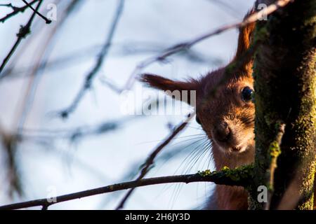 Ein schönes rotes Eichhörnchen im Wald blickt mit Interesse auf die Kamera und blickt hinter einem Baum hervor. Eichhörnchen Nahaufnahme Porträt. Stockfoto