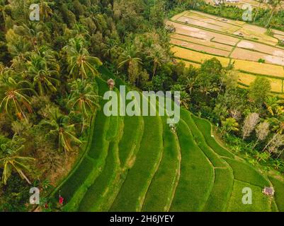 Luftaufnahme der grünen Reisfelder. Tropische Natur auf der Insel Bali. Stockfoto