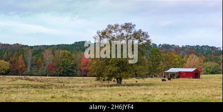 Eine rote Scheune und Rinder grasen im Herbst auf einem Feld im ländlichen Alabama. Stockfoto