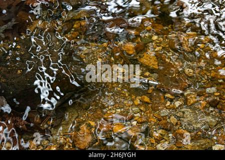 Naturhintergrund der Muster von lang exponierten Wasser über den Kieselsteinen in einem Creekbed. Stockfoto