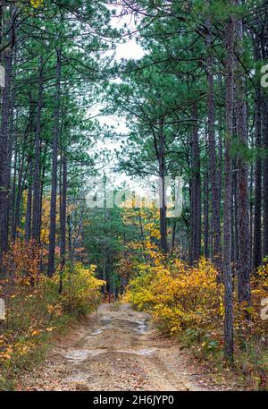 Im Hintergrund eine einspurige Feldstraße, die in den Wald führt, mit hohen langblättrigen Kiefern auf beiden Seiten und hellem Herbstlaub. Stockfoto