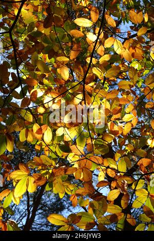 Süße Kastanienblätter in Herbstfarben, die von der Sonne beleuchtet werden Stockfoto