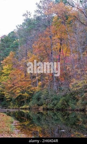 Naturhintergrund von brillant gefärbten Herbstlaub in einem Bach in vertikalem Format reflektiert. Stockfoto