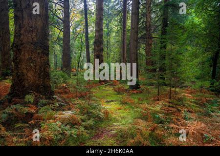 Herbstwälder und goldene Farne. Brockenhurst, The New Forest, Hampshire, Großbritannien. Stockfoto