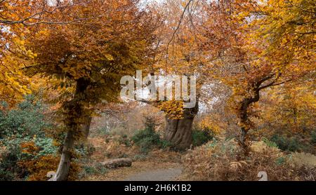 Reife und alte Bäume, Burnham Beeches, Buckinghamshire, Großbritannien Stockfoto