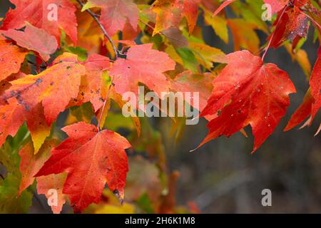 Hintergrundbild von leuchtend roten Ahornblättern. Stockfoto