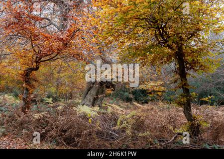 Reife und alte Bäume in Burnham Beeches, Buckinghamshire, Großbritannien Stockfoto