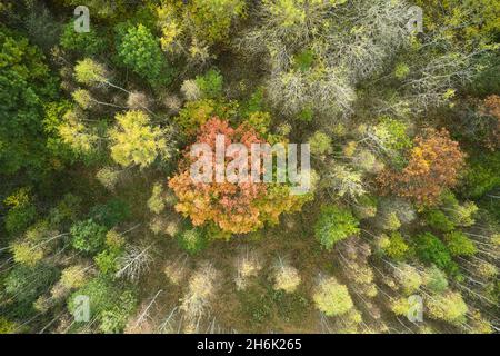 Luftbild von Oben nach Unten Blick auf Herbst Wald mit grünen und gelben Bäume. Gemischten Laub- und Nadelwald. Schönen Herbst Landschaft. Stockfoto