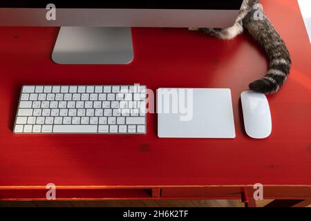 Katze versteckt sich hinter dem Computer, nur sein Schwanz ist sichtbar, auf dem Desktop, wo sich Tastatur, Touchpad und Maus befinden. Remote-Arbeit. Stockfoto