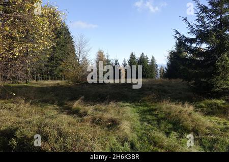 Wandern auf dem grünen Gipfel des Dollberg, dem höchsten Gipfel des Saarlandes (695 m) am sonnigen Herbsttag, Otzenhausen, Nonnweiler, Saarland, Deutschland Stockfoto