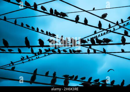 Eine vibrierende, überlappende Montage von Wildvögeln, die auf Stromleitungen mit einem dunkelblauen, launischen Himmel im Hintergrund thront, aufgenommen in Dungeness am 14. November 2021 Stockfoto