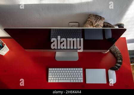 Charmante Katze versteckt sich hinter dem Computer, auf dem Desktop, wo sich Tastatur, Touchpad und Maus befinden. Modernes Lifestyle-Konzept. Stockfoto