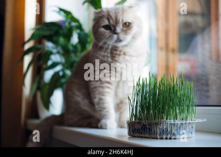 Nette schottische Faltenkatze, die in der Nähe von Katzenrasen oder Katzengras aus Gerste, Hafer, Weizen oder Roggen-Samen sitzt. Katzengras wird im Haus für Haustiere angebaut. Kat Stockfoto