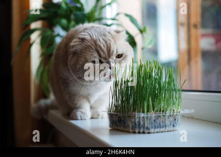 Nette schottische Faltenkatze, die in der Nähe von Katzenrasen oder Katzengras aus Gerste, Hafer, Weizen oder Roggen-Samen sitzt. Katzengras wird im Haus für Haustiere angebaut. Kat Stockfoto