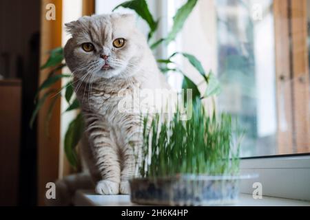 Nette schottische Faltenkatze, die in der Nähe von Katzenrasen oder Katzengras aus Gerste, Hafer, Weizen oder Roggen-Samen sitzt. Katzengras wird im Haus für Haustiere angebaut. Kat Stockfoto