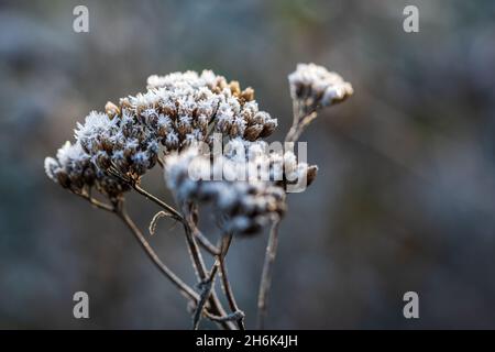 Getrockneter Schafgarbe, bedeckt mit Eiskristallen aus Raureif, beleuchtet durch warmes Sonnenlicht. Frostiger Winter Wetterhintergrund. Nahaufnahme mit Kopierbereich. Stockfoto